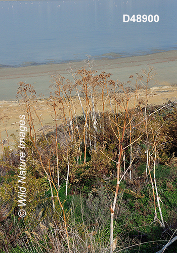 Giant Fennel (Ferula communis)